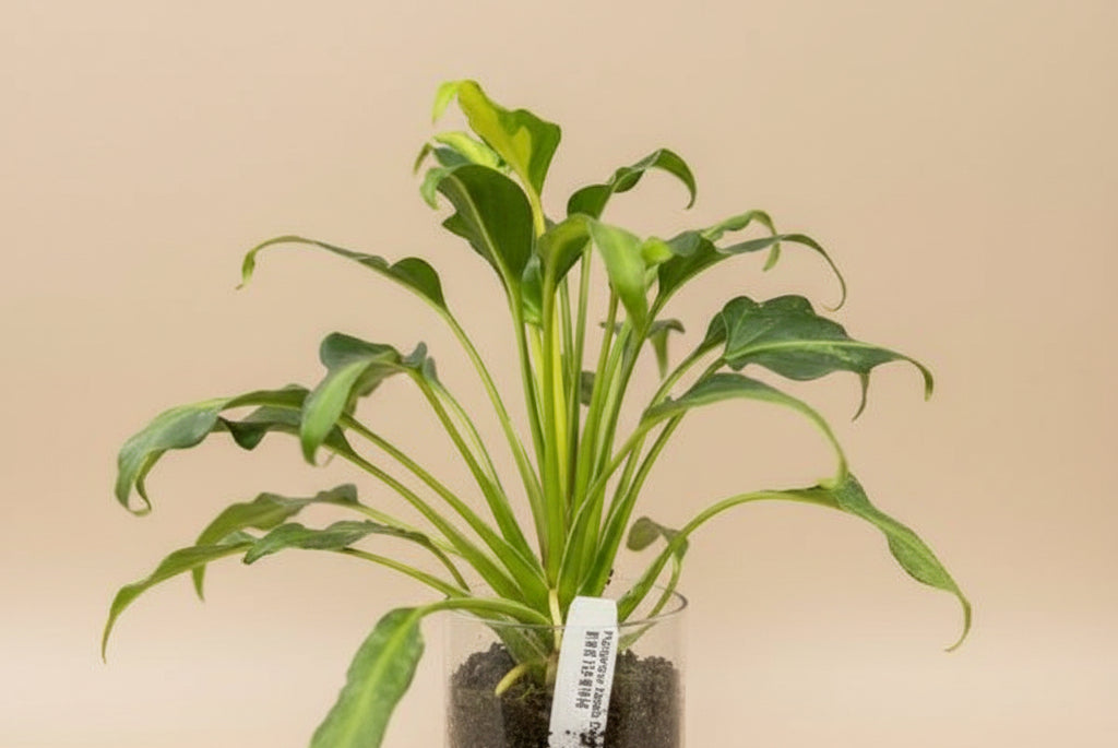 Philodendron Xanadu Dwarf Variegated features creamy marbled leaves and compact tropical growth. A rare collector plant perfect for bright, indirect light.