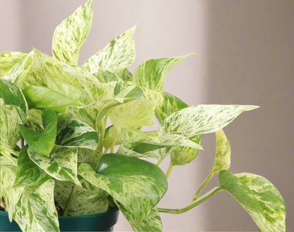 The Marble Queen Pothos is a low-maintenance houseplant with stunning white and green variegated leaves, perfect for new plant parents. It thrives in medium to bright indirect sunlight but can adapt to low light. 