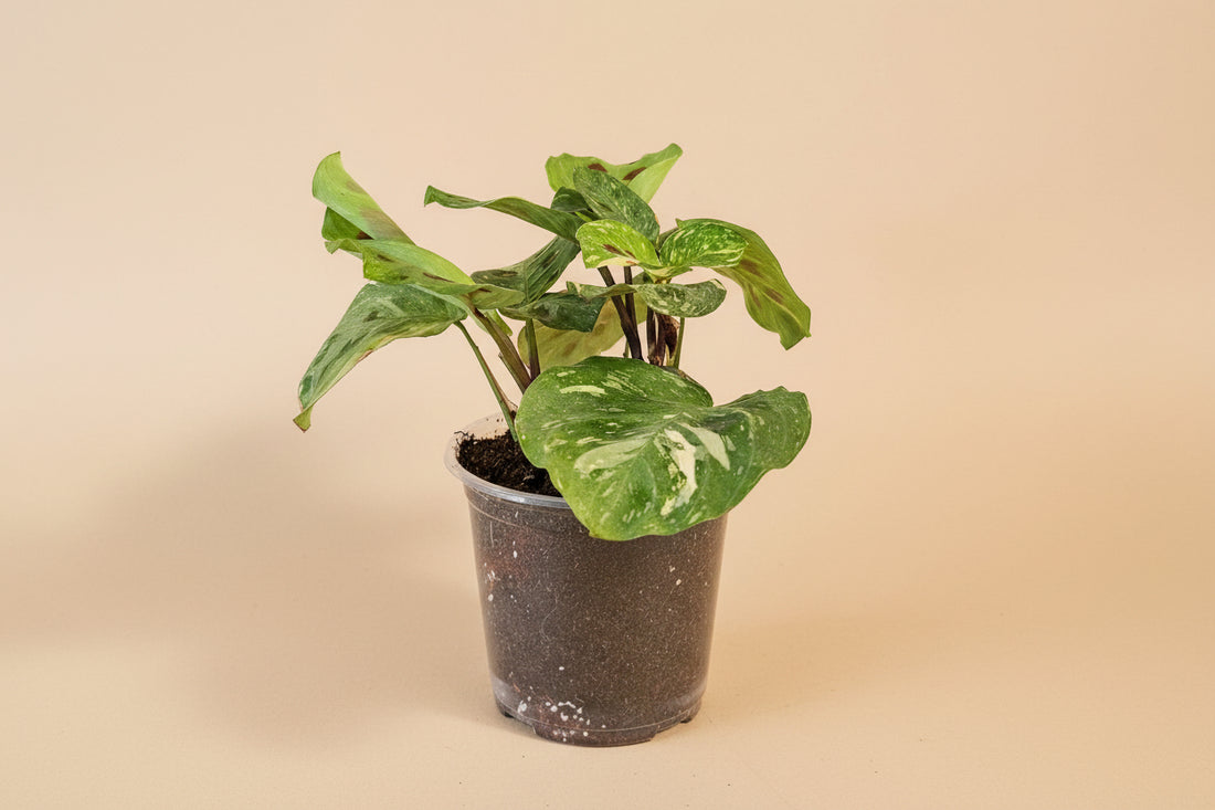 Variegated Prayer Plant (Maranta leuconeura ‘Variegata’) with creamy patterned leaves and nightly movement. Pet-safe, trailing tropical perfect for bright indirect light.