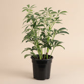 Variegated Schefflera Arboricola, an easy-care Umbrella Tree with glossy white and green foliage that adds bright tropical charm to any space.