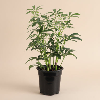 Variegated Schefflera Arboricola, an easy-care Umbrella Tree with glossy white and green foliage that adds bright tropical charm to any space.