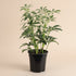 Variegated Schefflera Arboricola, an easy-care Umbrella Tree with glossy white and green foliage that adds bright tropical charm to any space.