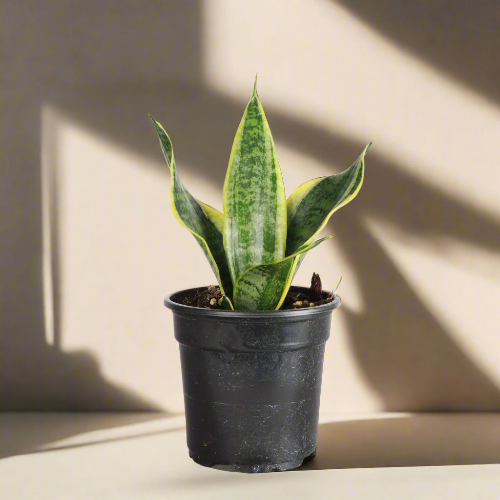Snake Plant ‘Laurentii’ with bold green leaves edged in golden yellow. Low-maintenance, air-purifying, and nearly indestructible—perfect for any space.