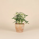 Variegated Schefflera Arboricola, an easy-care Umbrella Tree with glossy white and green foliage that adds bright tropical charm to any space.