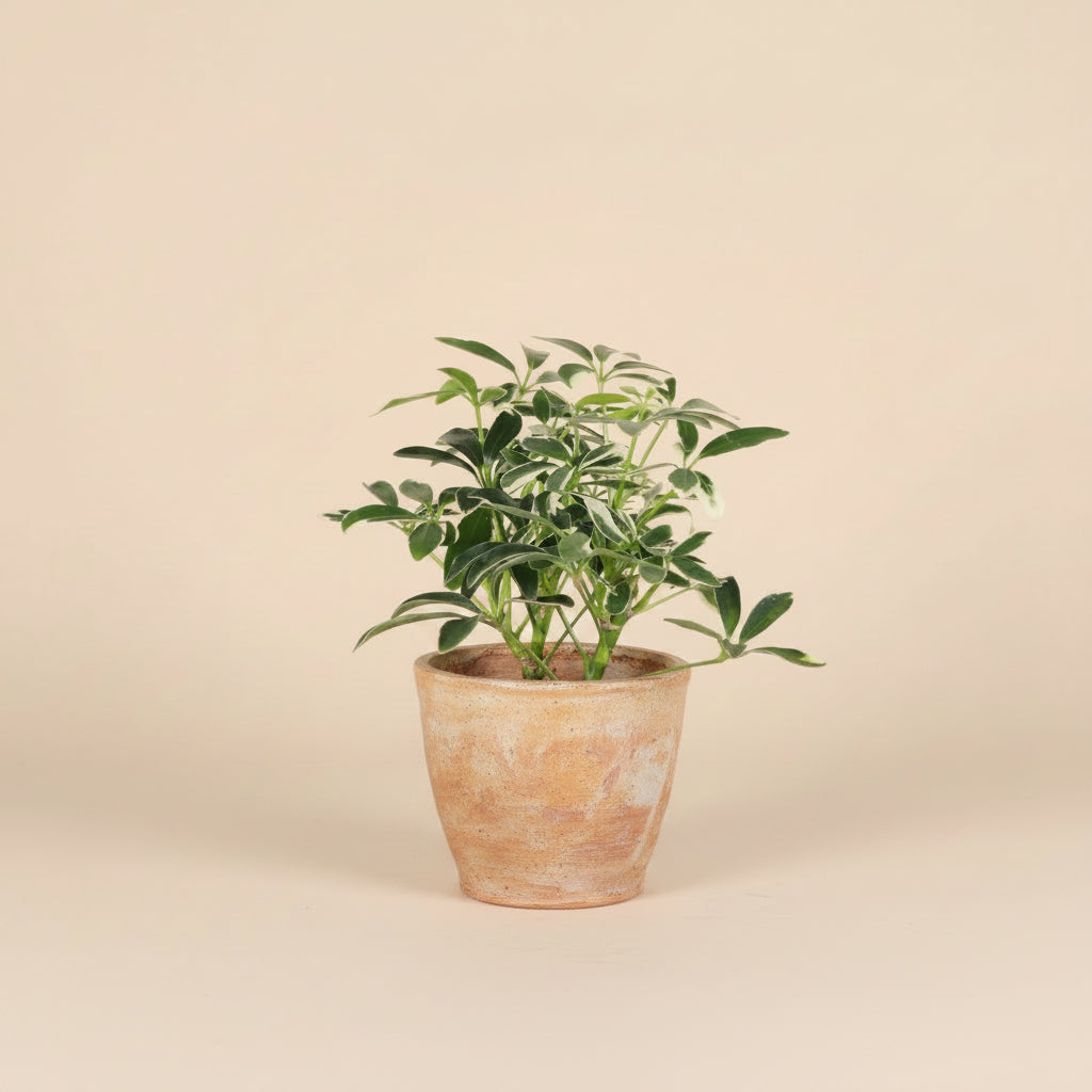 Variegated Schefflera Arboricola, an easy-care Umbrella Tree with glossy white and green foliage that adds bright tropical charm to any space.