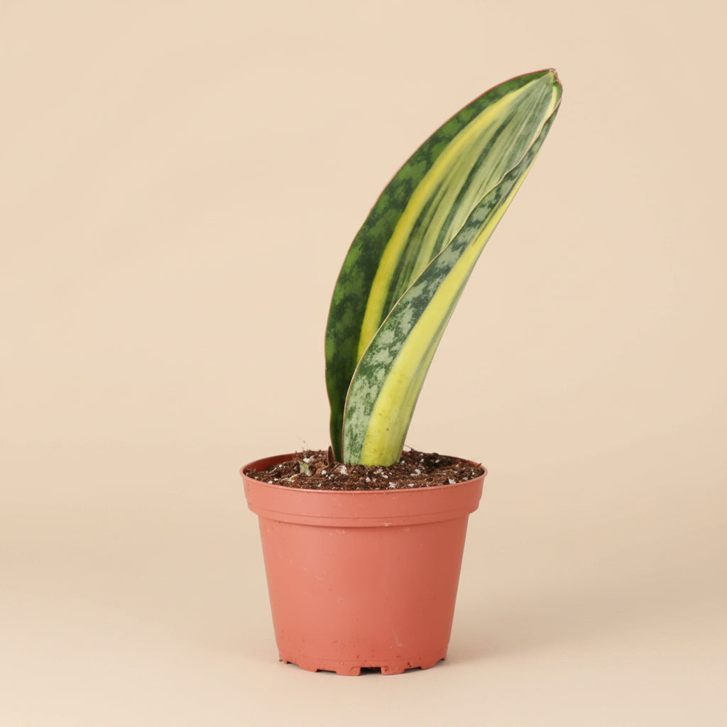 Variegated Whale Fin Snake Plant features rare, oversized paddle-shaped leaves with striking green and yellow variegation. Easy-care collector houseplant