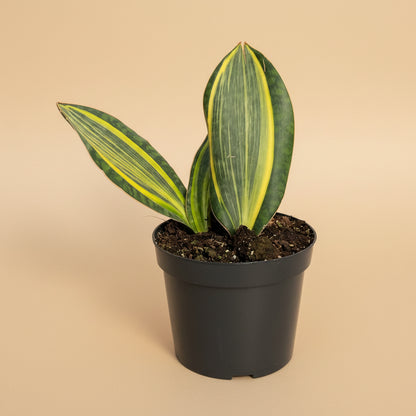 Variegated Whale Fin Snake Plant features rare, oversized paddle-shaped leaves with striking green and yellow variegation. Easy-care collector houseplant
