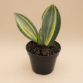 Variegated Whale Fin Snake Plant features rare, oversized paddle-shaped leaves with striking green and yellow variegation. Easy-care collector houseplant
