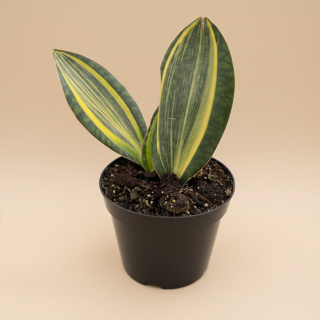 Variegated Whale Fin Snake Plant features rare, oversized paddle-shaped leaves with striking green and yellow variegation. Easy-care collector houseplant