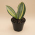 Variegated Whale Fin Snake Plant features rare, oversized paddle-shaped leaves with striking green and yellow variegation. Easy-care collector houseplant