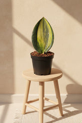 Variegated Whale Fin Snake Plant features rare, oversized paddle-shaped leaves with striking green and yellow variegation. Easy-care collector houseplant