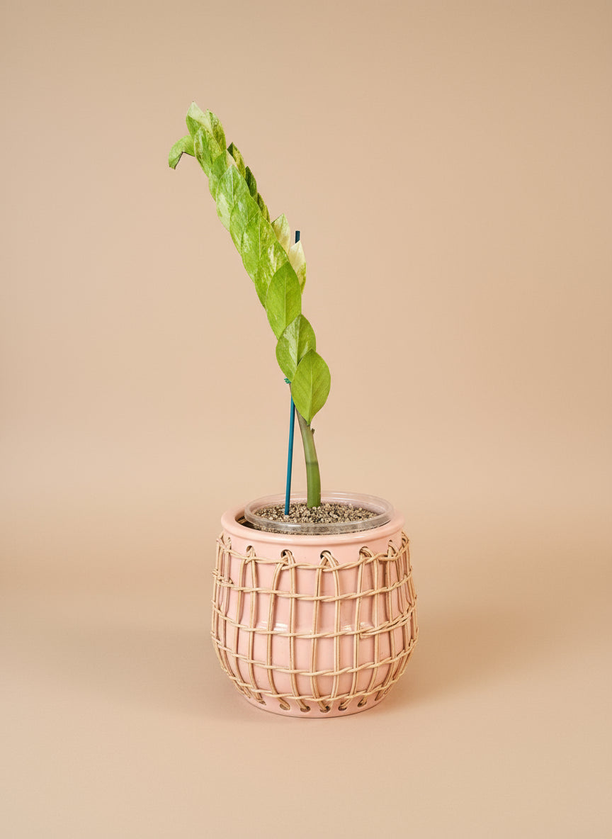 Variegated ZZ Plant (Zamioculcas zamiifolia variegata) with creamy marbled leaves. Rare, resilient, and low-maintenance—perfect for collectors.