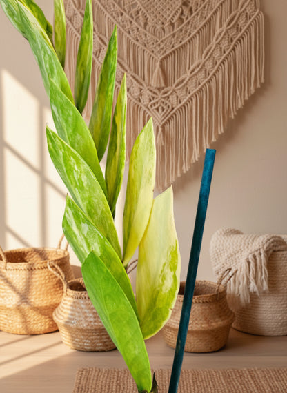 Variegated ZZ Plant (Zamioculcas zamiifolia variegata) with creamy marbled leaves. Rare, resilient, and low-maintenance—perfect for collectors.