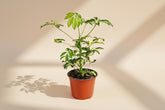 Schefflera ‘Trinette’ is a variegated dwarf umbrella tree with creamy green leaves. Easy-care indoor plant perfect for bright rooms and home décor.