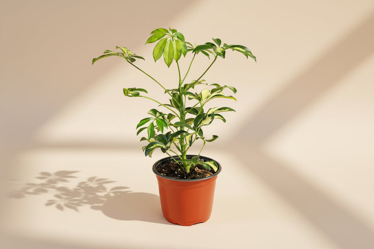 Schefflera ‘Trinette’ is a variegated dwarf umbrella tree with creamy green leaves. Easy-care indoor plant perfect for bright rooms and home décor.
