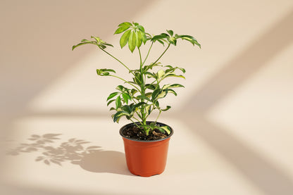 Schefflera ‘Trinette’ is a variegated dwarf umbrella tree with creamy green leaves. Easy-care indoor plant perfect for bright rooms and home décor.