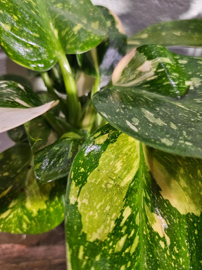 Philodendron &
