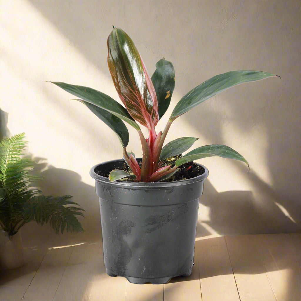 Rare Pink Birkin Philodendron with dark green leaves and soft pink striping. Compact, easy-care aroid and a must-have collector’s houseplant.