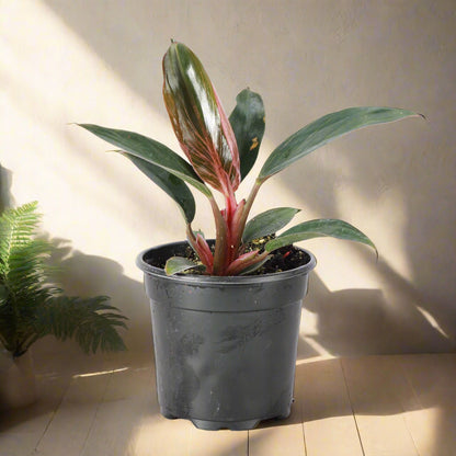 Rare Pink Birkin Philodendron with dark green leaves and soft pink striping. Compact, easy-care aroid and a must-have collector’s houseplant.