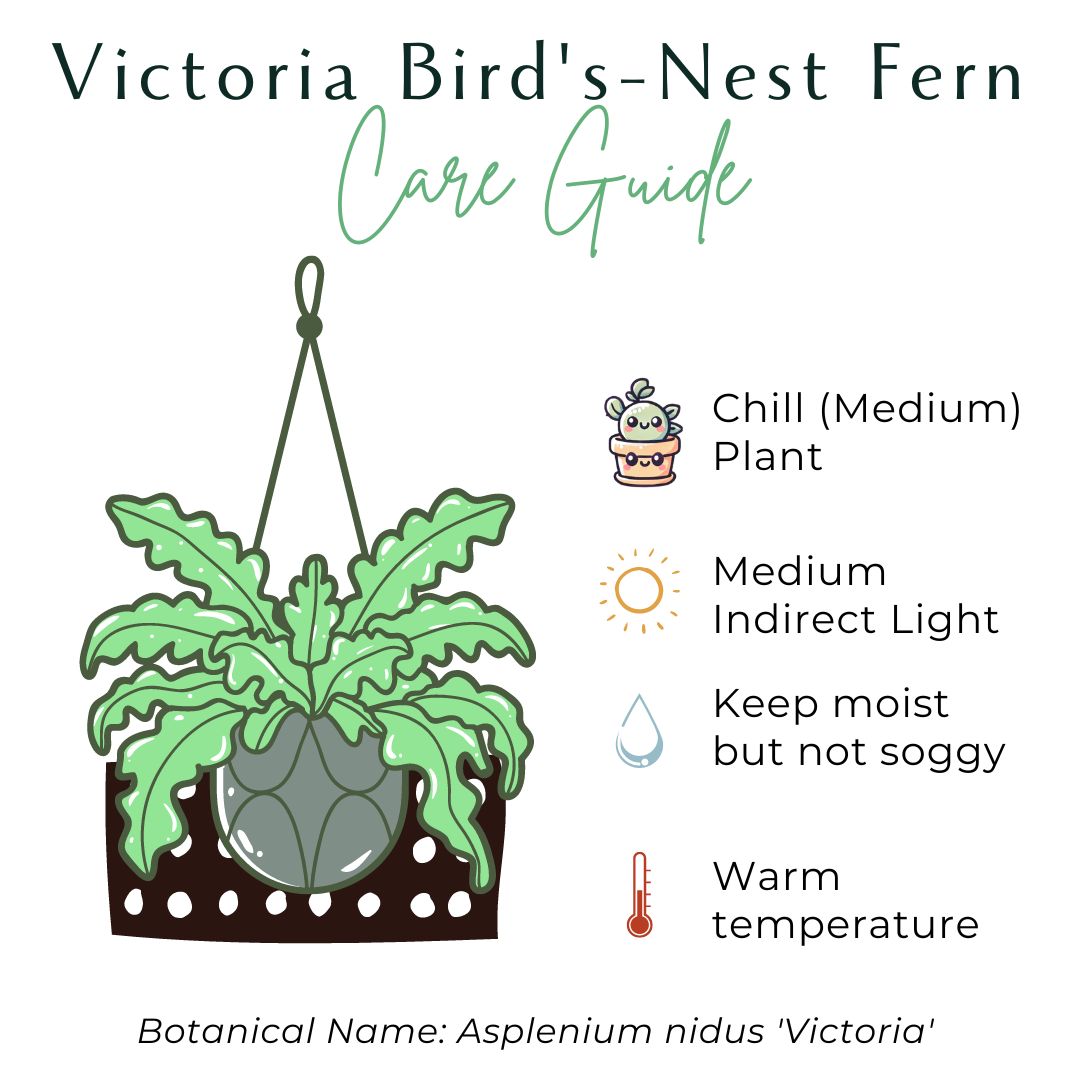 Victoria Bird&