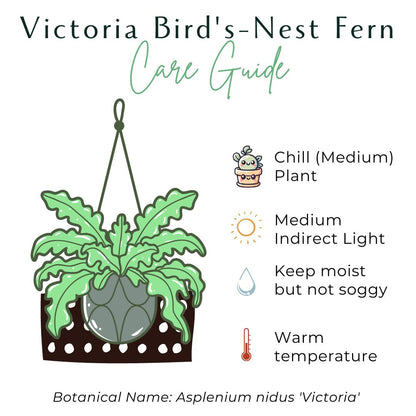 Victoria Bird&