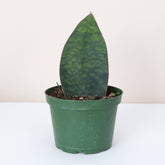 The Whale Fin Snake Plant is perfect for those seeking a hardy, low-maintenance plant with unique, statement-making leaves. Add this drought-tolerant beauty to your home and enjoy its minimal care needs and striking form!