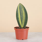 Variegated Whale Fin Snake Plant features rare, oversized paddle-shaped leaves with striking green and yellow variegation. Easy-care collector houseplant