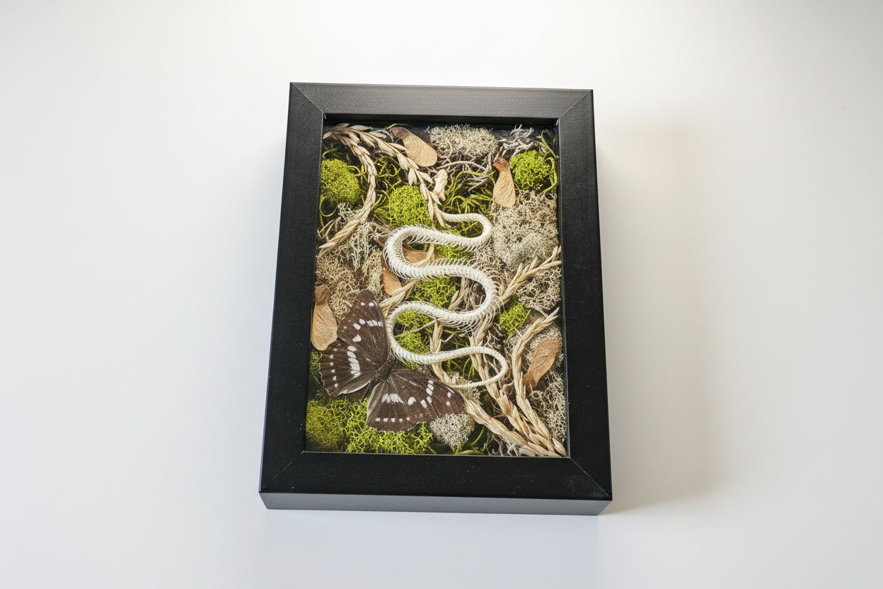 Snake skeleton and real butterfly preserved moss wall art in a 6x8 black frame. Mixed-media nature artwork blending preserved moss, insects, and skeletal forms.