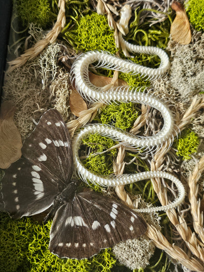 Snake skeleton and real butterfly preserved moss wall art in a 6x8 black frame. Mixed-media nature artwork blending preserved moss, insects, and skeletal forms.