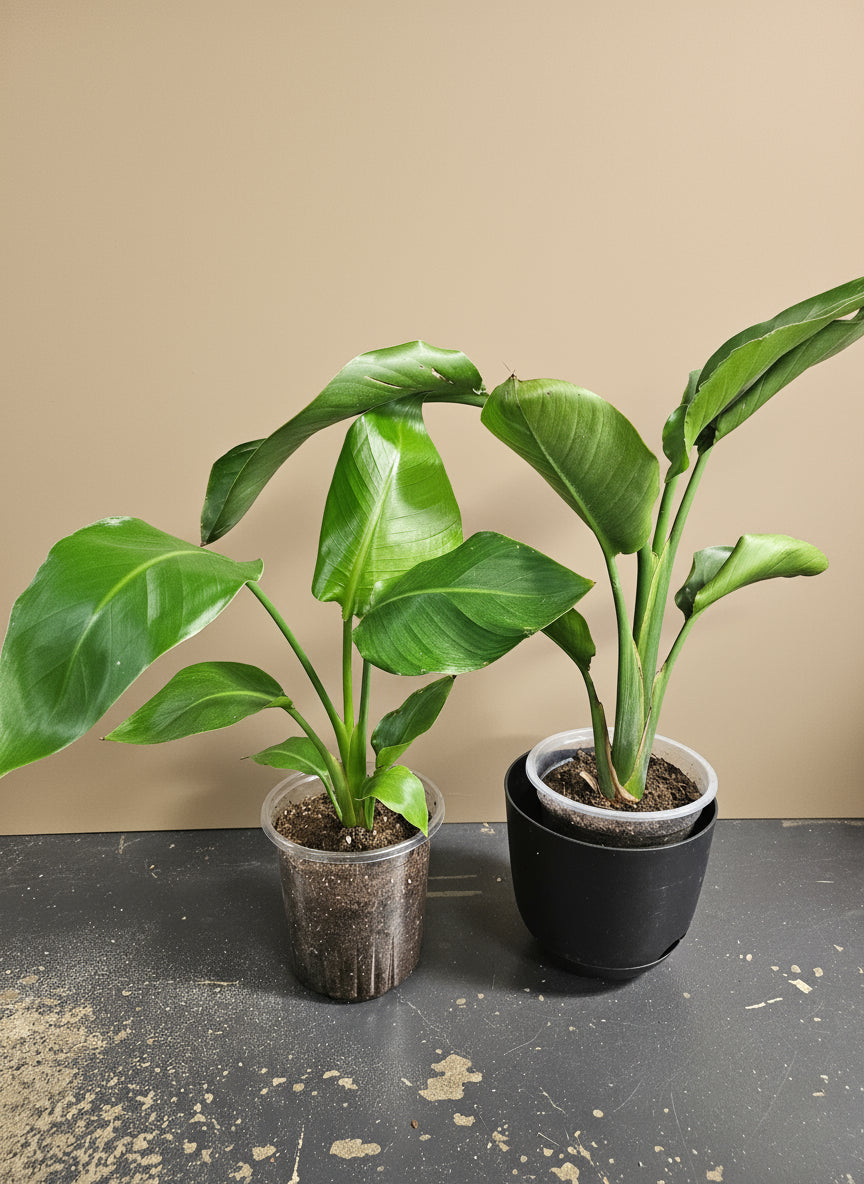 Elevate your space with the White Bird of Paradise (Strelitzia nicolai), a stunning tropical plant known for its large, glossy leaves and striking architectural form. 