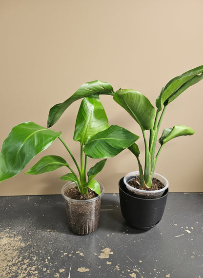Elevate your space with the White Bird of Paradise (Strelitzia nicolai), a stunning tropical plant known for its large, glossy leaves and striking architectural form. 