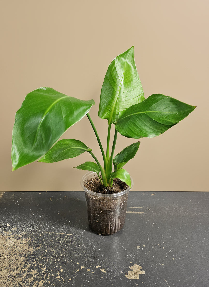 Elevate your space with the White Bird of Paradise (Strelitzia nicolai), a stunning tropical plant known for its large, glossy leaves and striking architectural form. 