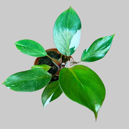 dark knight plant philodendron White Knight Philodendron Rare Plant (Philodendron erubescens) – Jungle Relics