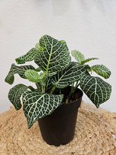 The Nerve Plant (Fittonia albivenis) varieties, features striking veined foliage perfect for terrariums or small spaces. It thrives in bright, indirect light, high humidity, and moist soil. Ideal for those seeking a medium-care plant, it adds vibrant texture and tropical charm to any room.