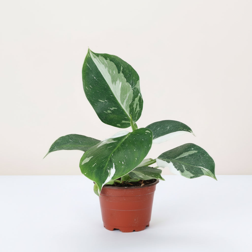 The Philodendron White Wizard is a rare climbing aroid prized for its striking green leaves splashed with white variegation. 