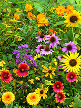 Bird & butterfly wildflower seed packets with A1 envelopes. Pollinator-friendly mix attracts bees, birds, and butterflies — a perfect giftable garden favor.
