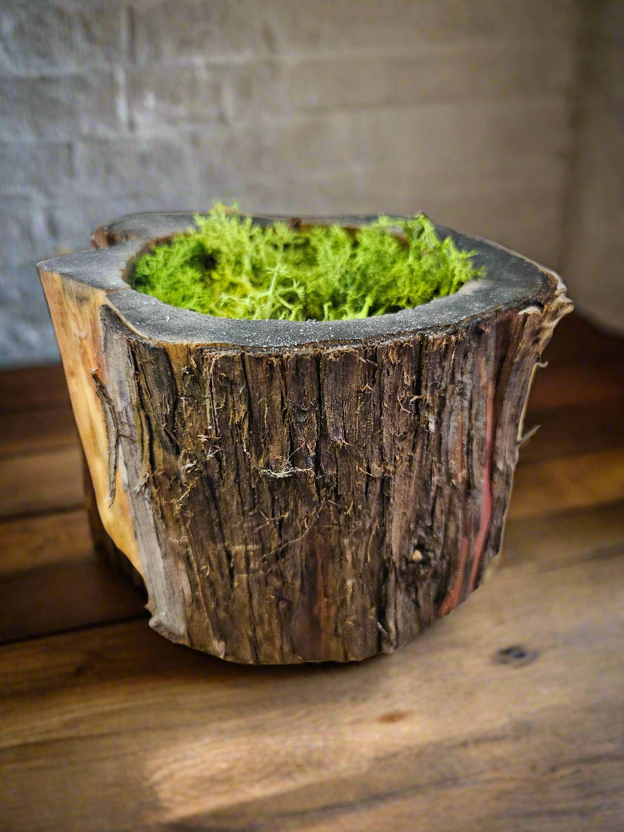 The Black Walnut Wooden Bark Pot / Planter is an eco-friendly, rustic pot made from natural wood. Perfect for succulents or small plants, it comes fully sanded and ready for painting or decorating. Ideal for home and garden decor, crafting. Add a natural, earthy touch to any space!