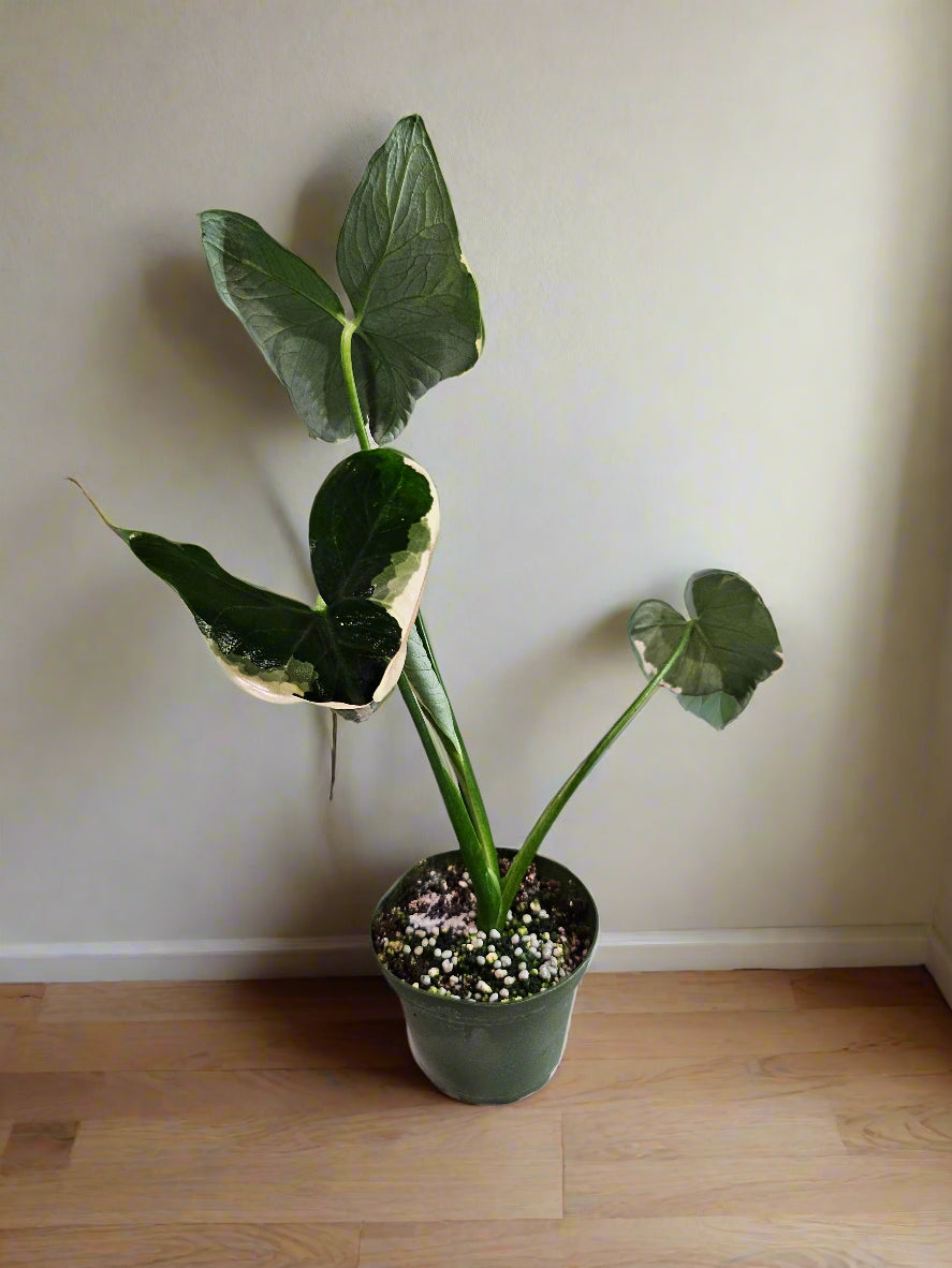 A rare variegated gem, the Xanthosoma &