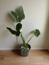 A rare variegated gem, the Xanthosoma &