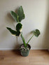 A rare variegated gem, the Xanthosoma &