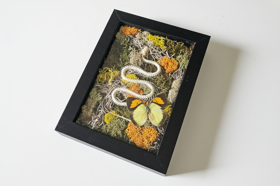 Snake skeleton and real butterfly preserved moss wall art in a 6x8 black frame. Mixed-media nature artwork blending preserved moss, insects, and skeletal forms.