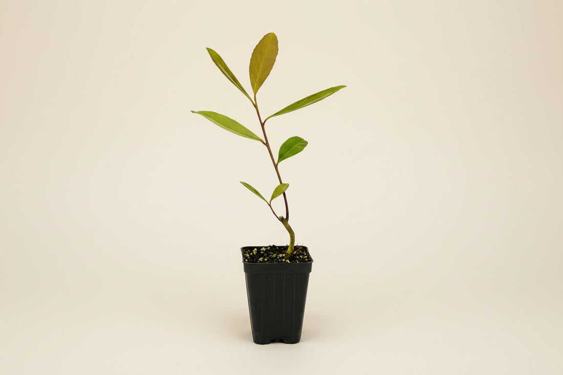 Yerba Mate (Ilex paraguariensis) is a vibrant evergreen plant with glossy green leaves, perfect for growing your own energizing, tea-inspired foliage at home.