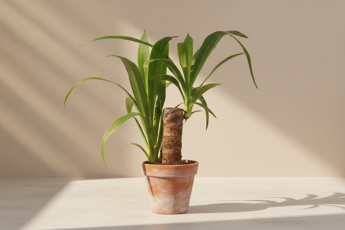 Yucca Cane 4" plant (Yucca gigantea) with bold sword-like leaves and sturdy cane stem. Thrives in bright light, drought tolerant, low maintenance.