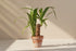 Yucca Cane 4" plant (Yucca gigantea) with bold sword-like leaves and sturdy cane stem. Thrives in bright light, drought tolerant, low maintenance.