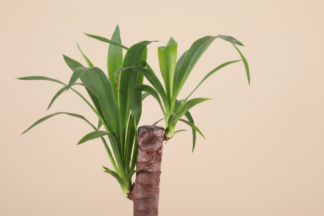 Yucca Cane 4" plant (Yucca gigantea) with bold sword-like leaves and sturdy cane stem. Thrives in bright light, drought tolerant, low maintenance.
