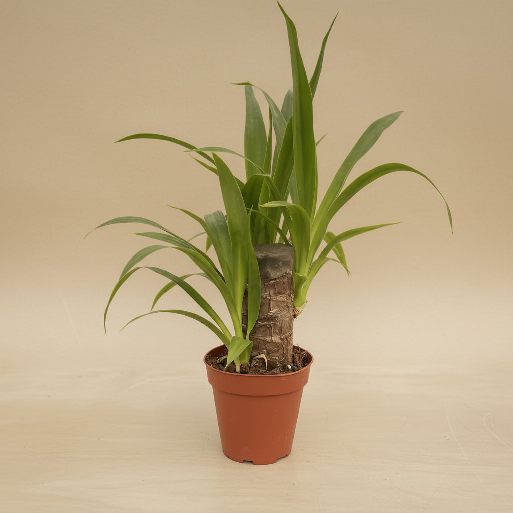 Yucca Cane 4" plant (Yucca gigantea) with bold sword-like leaves and sturdy cane stem. Thrives in bright light, drought tolerant, low maintenance.