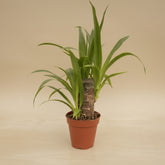 Yucca Cane 4" plant (Yucca gigantea) with bold sword-like leaves and sturdy cane stem. Thrives in bright light, drought tolerant, low maintenance.