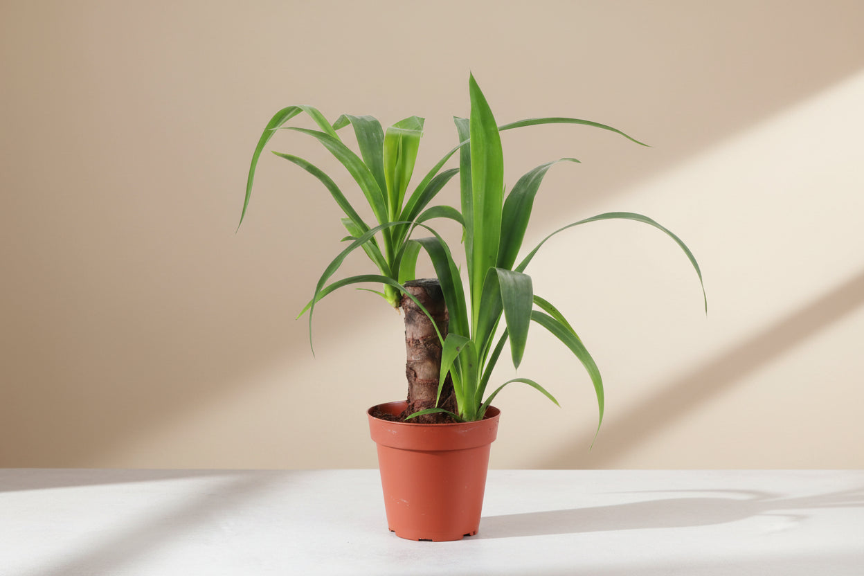 Yucca Cane 4" plant (Yucca gigantea) with bold sword-like leaves and sturdy cane stem. Thrives in bright light, drought tolerant, low maintenance.