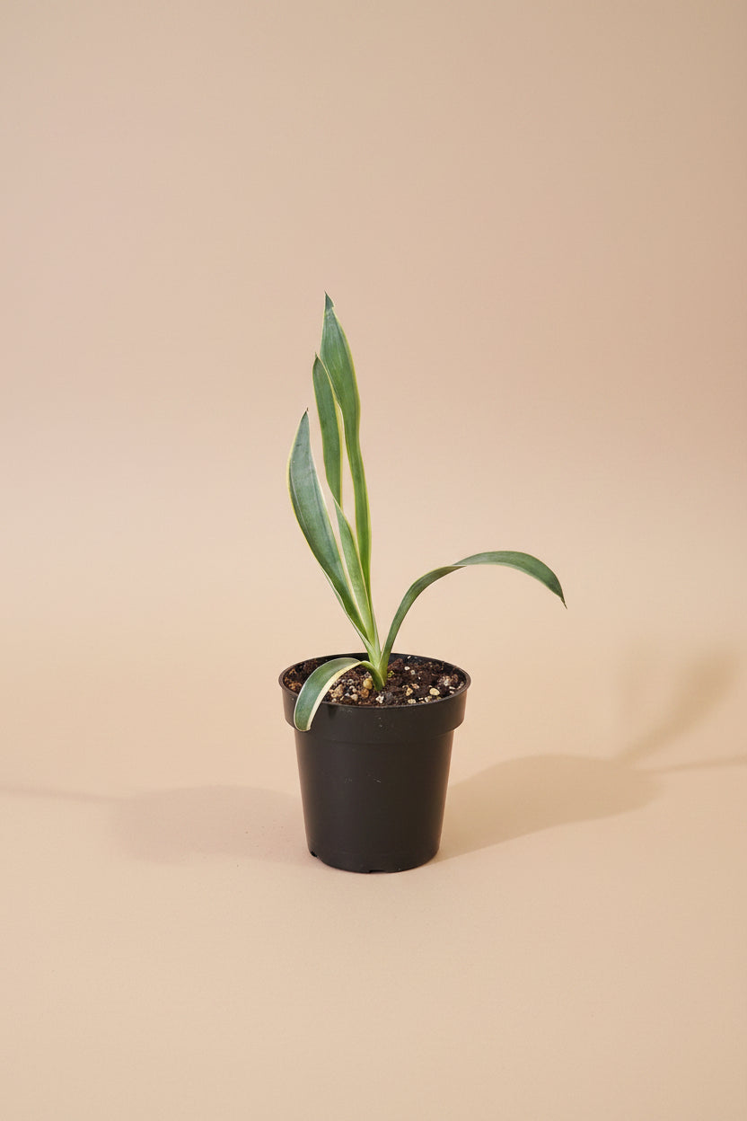 Yucca gloriosa ‘Variegata’ is a statement plant in a statement piece in a bright corner for a modern, xeric-inspired display.