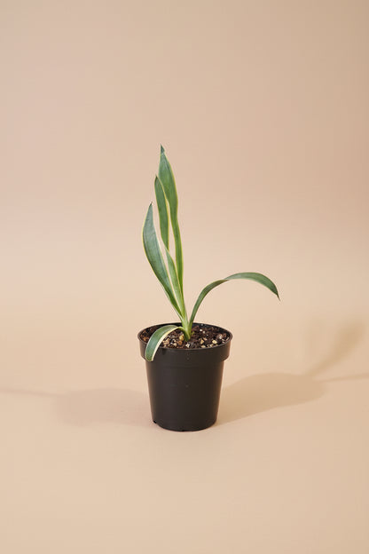 Yucca gloriosa ‘Variegata’ is a statement plant in a statement piece in a bright corner for a modern, xeric-inspired display.